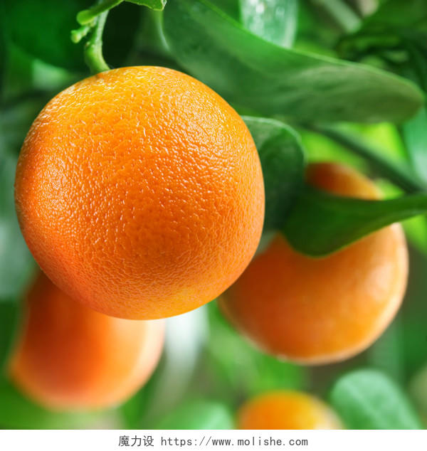 在柑桔树上的橘子